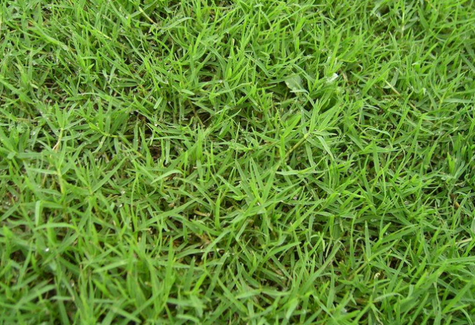 ultime notizie sull'azienda Confronto fra l'erba sintetica di calcio e l'erba reale  1