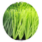 erba sintetica dell'erba di altezza di 55mm di calcio artificiale del tappeto erboso resistente all'uso fornitore