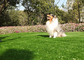 Erba falsa di durata dell'animale domestico lungo di Mouldproof, erba di cane artificiale con resistenza UV fornitore