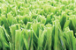 Tappeto erboso artificiale di calcio di verde dell'alto grado di AVG, tappeto sintetico dell'erba di calcio fornitore