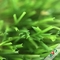 3 / 8&quot; erba artificiale del giardino piano materiale del PE + dei pp del calibro per la mostra fornitore