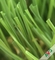 3 / 8&quot; erba artificiale del giardino piano materiale del PE + dei pp del calibro per la mostra fornitore