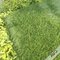Campo Olive Green Soccer Field Lawn della miscela con il gambo tre ed antiabbagliante fornitore