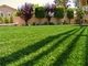 Tappeto dell'erba del tappeto erboso dell'erba del paesaggio per tappeto erboso di plastica di giardinaggio per il giardino fornitore