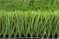 Il calcio del tappeto erboso della FIFA erba il calcio artificiale dell'erba del tappeto erboso di calcio di 40mm fornitore