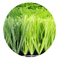 Erba sintetica dell'erba di Gazon Artificial De Fotbal En-Gros dell'erba artificiale di calcio fornitore