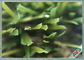 Bella erba artificiale all'aperto liscia/erba sintetica per l'annuncio pubblicitario fornitore