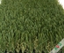 Tappeto all'aperto dell'erba artificiale del parco di traffico pesante/erba sintetica del prato inglese fornitore