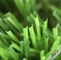 Nuova erba artificiale di superficie densa con la sensibilità della mano molle ed il colore attraente fornitore